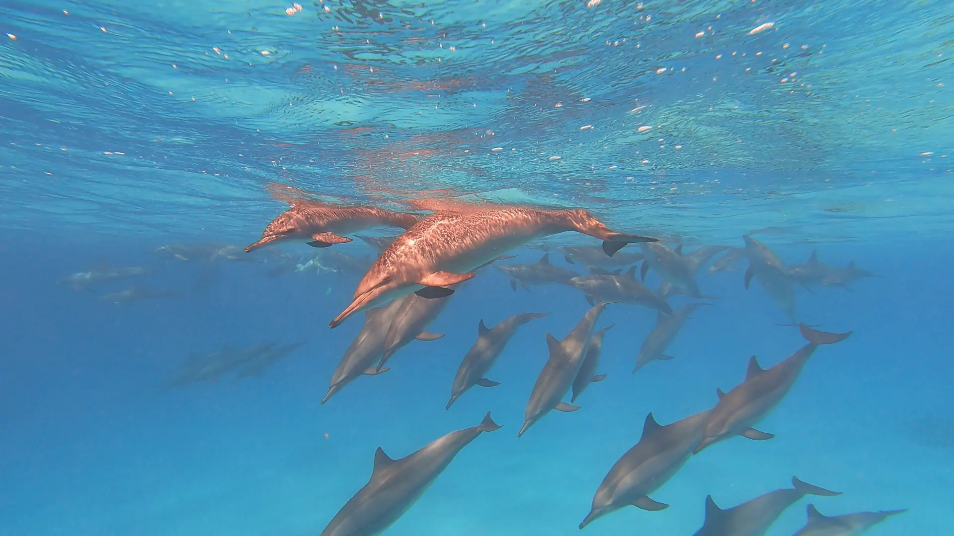 Wilde dolfijnen onder water bij Sataya Reef, Rode Zee
